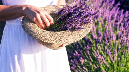 Kuinka hoitaa laventelikukkia, lisääntymistä ja kasvaa kotona