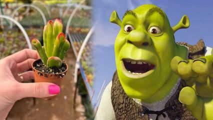 Kuinka kasvattaa Shrek-korvakasvia? Kukkiiko Shrek-korvakasvi? Shrek korvien hoito