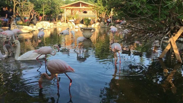 Kuinka päästä Flamingoköyyn?