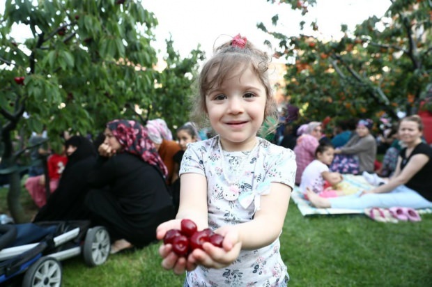 11. Bağcılarin kunnan kirsikkapuutarhassa. Kirsikkakorjuutoiminta!