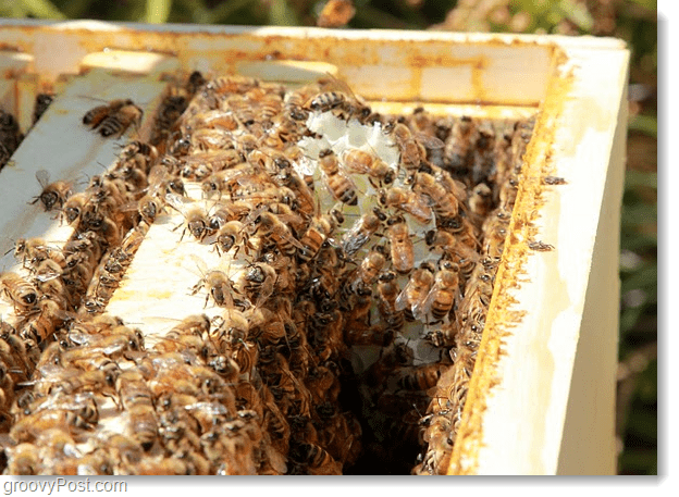 Google Bees kukoistaa