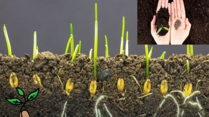 Mikä on siemen ja miten siementen itävyys tapahtuu? Vinkkejä siementen kasvattamiseen