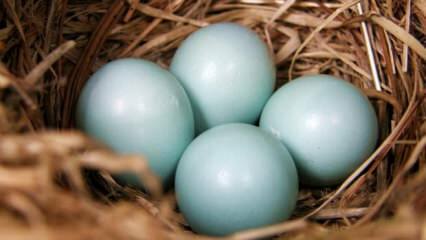 Mitä hyötyä sinivihreästä munasta on?