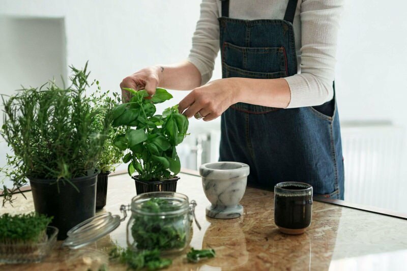 Kuinka kasvattaa laitosta kotona? 5 ehdotusta niille, jotka haluavat kasvattaa kasveja kotona omin keinoin