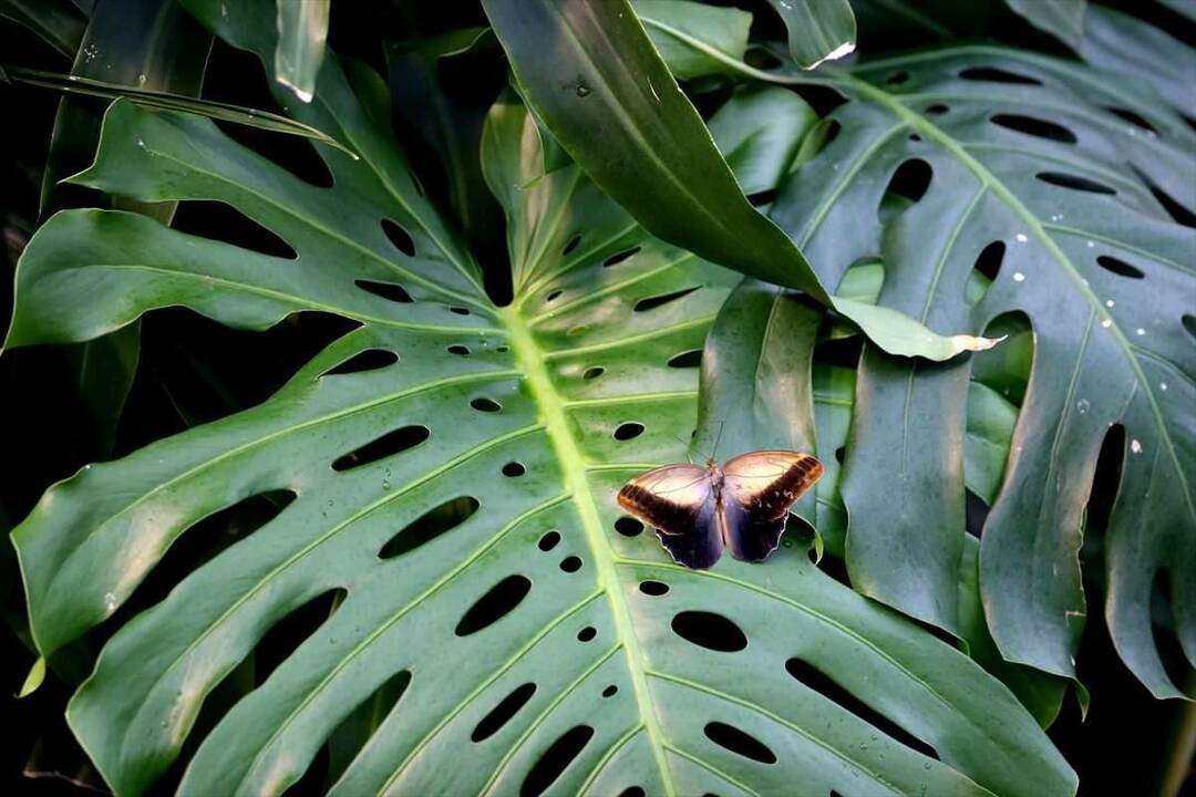 Suuri kiinnostus Konya Tropical Butterfly Gardenia kohtaan: 3 miljoonaa kävijää 8 vuodessa