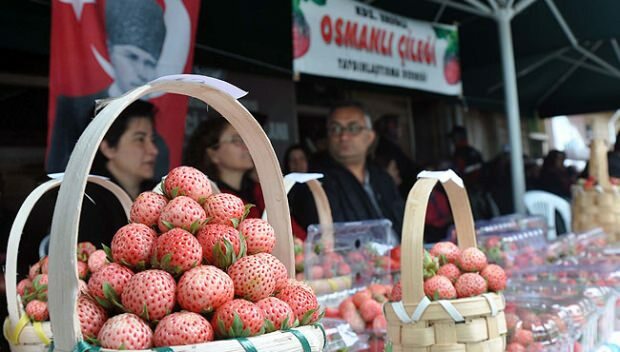 Ereğli ottomaanien mansikkakulttuuri- ja taidefestivaali 