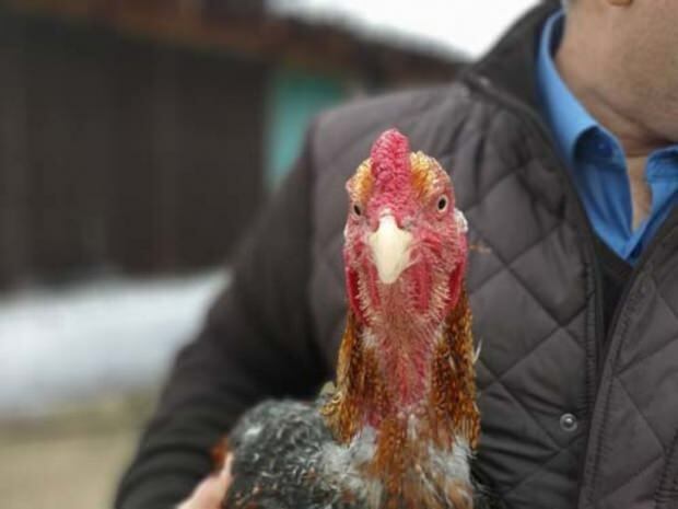 Bursan kansalainen toi kullanmunaa kanaa Brasiliasta