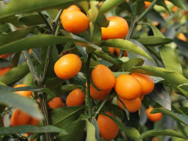 Mitä hyötyä Kumquatista (Kumkat) on? Mihin sairauksiin kumquat on hyvä? Kuinka kumquatia käytetään?