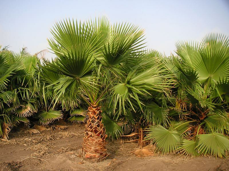 Mikä on palmu? Palmujen ominaisuudet