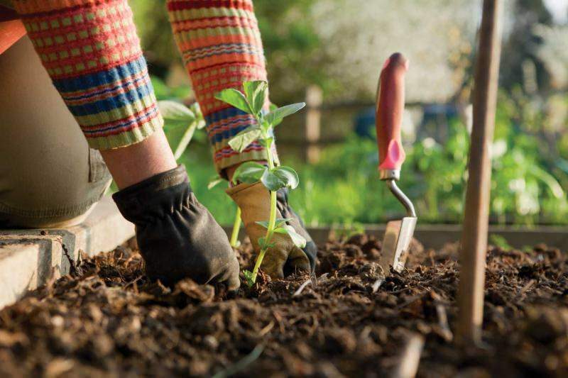 Mitä tehdä puutarhassa syyskuussa? Joitakin yksityiskohtia puutarhanhoidosta syyskuussa