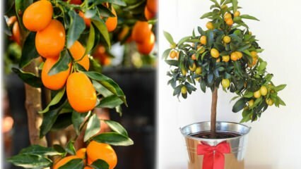 Kuinka kasvattaa kumquattia potissa? Kumquat-hoito kotona