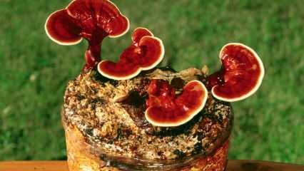 Mitkä ovat reishi-sienen edut? Kuinka kuluttaa reishi-sieniä?