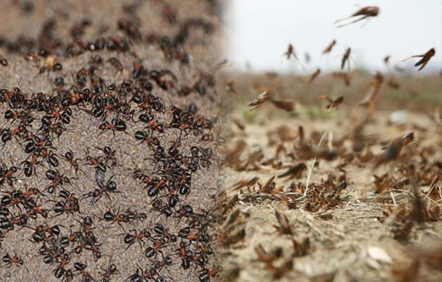 Missä muurahaisten hyökkäys on? Ant-tartunnat heinäsirkka-tartunnan jälkeen