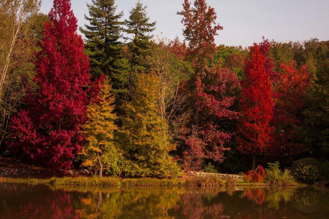 Atatürkin arboretum