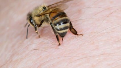 Mikä on mehiläisallergia ja mitkä ovat oireet? Luonnolliset menetelmät, jotka ovat hyviä mehiläispisteille