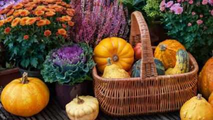 Mitä hedelmiä ja vihanneksia istutetaan joulukuussa? Huomioitavia asioita vihannesten istutuksessa joulukuussa