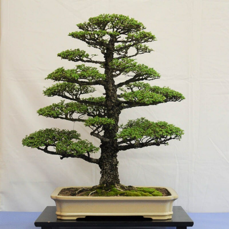 kuinka kasvattaa bonsai-puuta