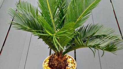 Kuinka kasvattaa palmua?