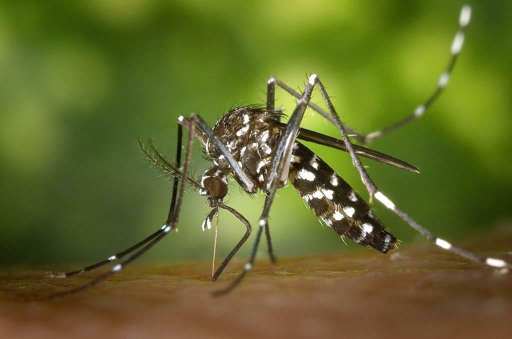Aedes-hyttynen