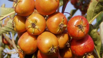 Mitä hyötyä orapihlajan hedelmistä on? Jos kulutat säännöllisesti viinikirvatietikkaa ...